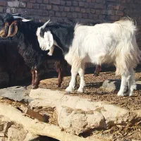 3راس بزغاله نر بفروش میرسد