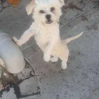 فروش سگ پانی