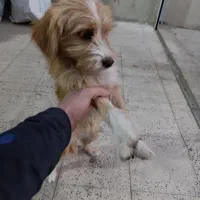 واگذاری سگ شیترو ماده|سگ|قرچک, مهدیه|دیوار