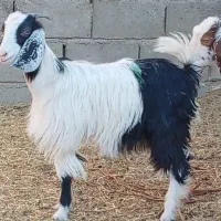 فروش 5راس بزغاله دورگ پاکستانی