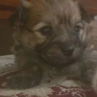 سگ شیتزو ترییر