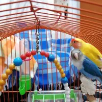 طوطی برزیلی|پرنده|بندر انزلی, پیل علی باغ|دیوار