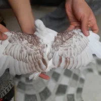 دوبالی