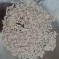 برنج سالم درود درجه یک ب شرط پخت