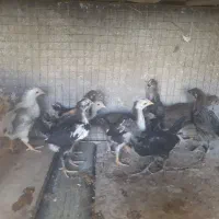 مرغ و خروس