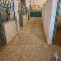 پانسیون اسب