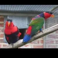 فروش جفت لوری بلک کاپ مولد صدرصد