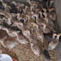 جوجه یک‌روزه بوقلمون بوربون|حیوانات مزرعه|مشهد, آبکوه|دیوار