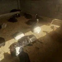 بز چاق|حیوانات مزرعه|اندیمشک, |دیوار