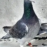 جان اردن خالص