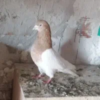 باشی سپه نر