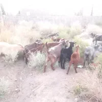 چهل راس بز ، نری ، چپش ، بخته