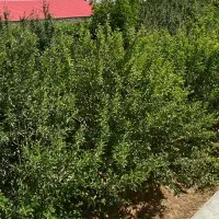 خانه-باغ-سند6-نوساز-با-تمام-لوازم-مبله-فروش-فوری