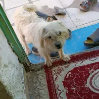 سگ باهوش|سگ|حاجی آباد, |دیوار