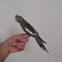 عروس هلندی نر شاه تخم