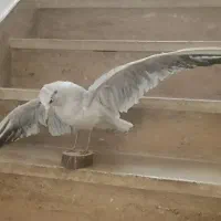 مرغ دریایی