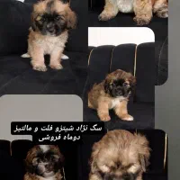 سگ سه ماه نژاد شیتزو فلت و مالتیز|سگ|تبریز, |دیوار