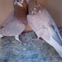 ی جفت پلاکی عتیقه