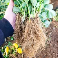 نهال توت فرنگی