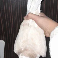 کفتر|پرنده|سبزوار, فیاض|دیوار