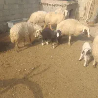 ۹عدد میه سه تاش زایمان کرده|حیوانات مزرعه|ثلاث باباجانی, |دیوار