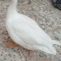 غاز ماده