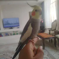 عروس هولندی|پرنده|فولادشهر, B6|دیوار