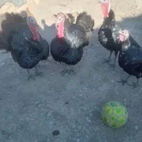 بوقلمو نکردی