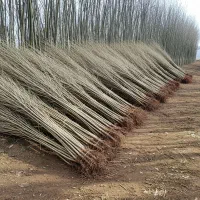 صنوبر مرغوب  تحویل فوری و تضمین رشد