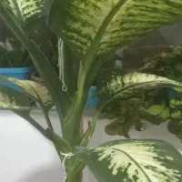 گل دیفن|گل و گیاه طبیعی|قروه, |دیوار