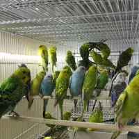 هلندی|پرنده|قشم, |دیوار