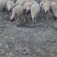 گوسفند سنجابی داشت