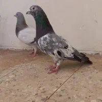 کبوتر