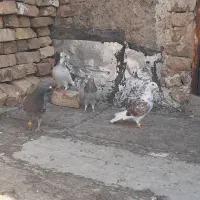 کبوتر پرشی