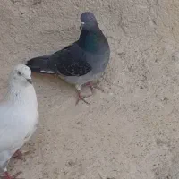 گمشده  در گرگاب