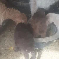 بره شیری دوعدد یکی نر یکی ماده سالم سرحال