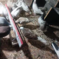کفتر جوجه به دونه خوردن افتاده