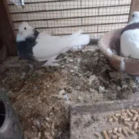 جفت کفتر طوقی|پرنده|زارچ, |دیوار