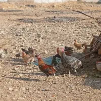 مرغ محلی خروس محلی زیر قیمت بازار تخفیف پای معامله|حیوانات مزرعه|یاسوج, |دیوار