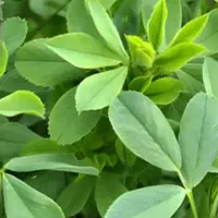 خریدار یونجه سبز شما هستم