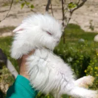 خرگوش لوپ ترکیش
