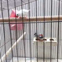 یک جفت فنچ|پرنده|خمینی‌شهر, |دیوار