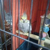 عروس هلندی|پرنده|ماهدشت, |دیوار