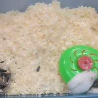 همستر مولد کمپل|موش و خرگوش|تهران, مهرآباد|دیوار