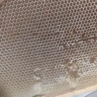 عسل گوَن ، از نوع گز انگبین|خوردنی و آشامیدنی|اهواز, پردیس دو|دیوار