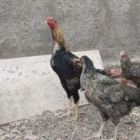 تخم نطفهدار از خروس لاری و مرغ لاری