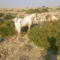 فروش پازن گلابی