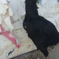فریحا لاری اصیل طاقچه