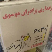 پخش تخم مرغ