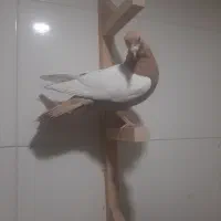 سینه زرد ماده